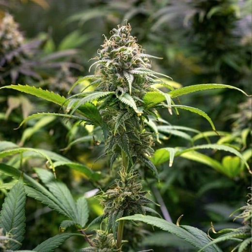 Chocolate Haze Photo (Photoperiodic Sativa)